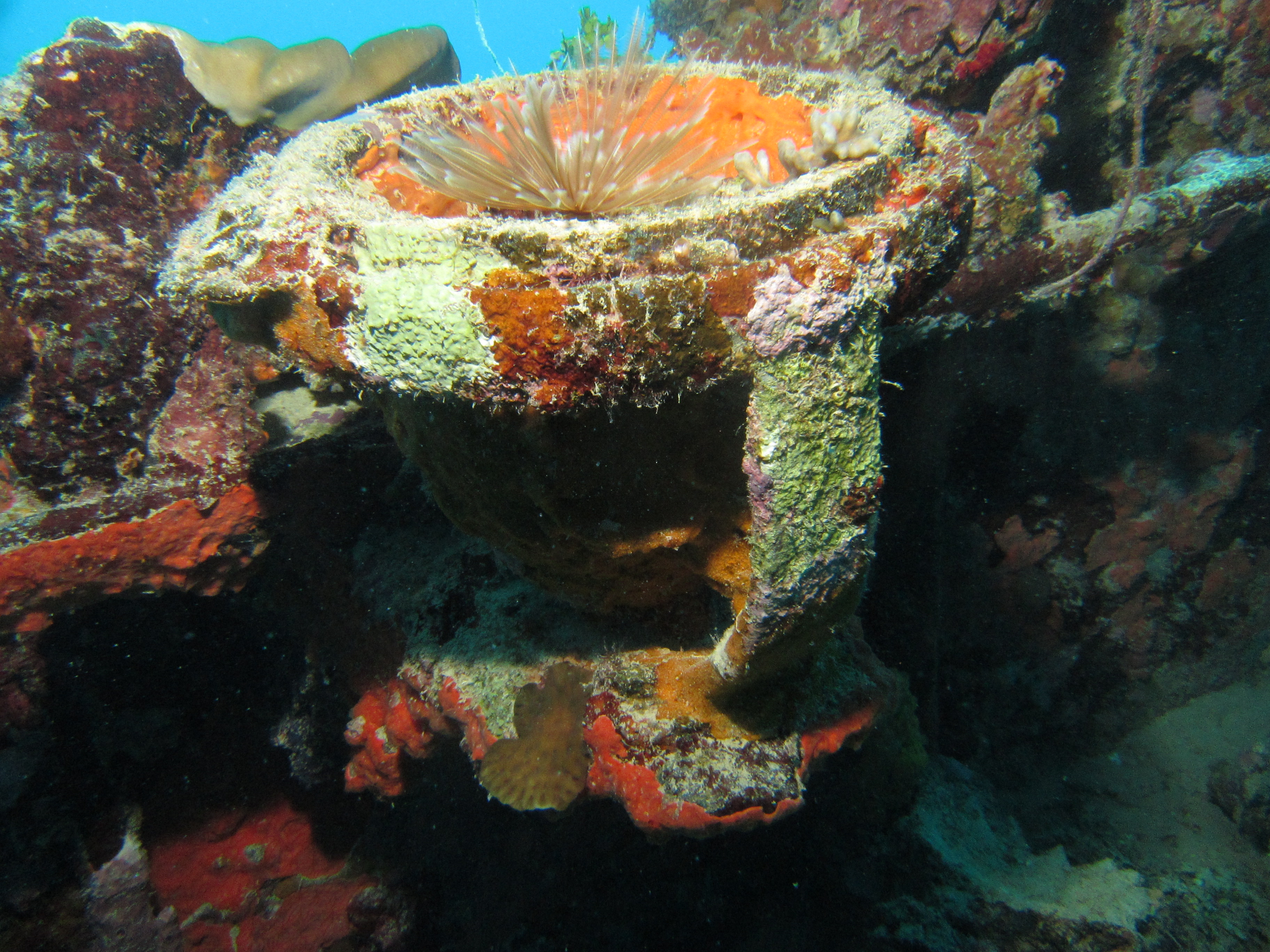 Shinkoko maru Compass